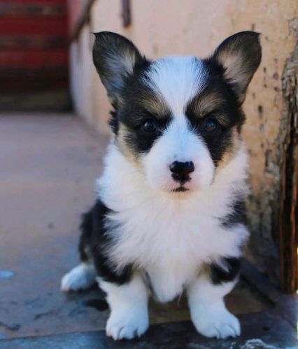 Cogi puppies for sale