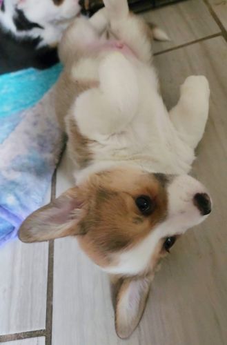Corgi Pups For Sale