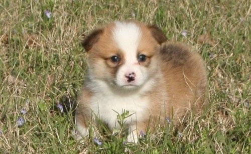 Very beautiful and adorable corgi puppies
