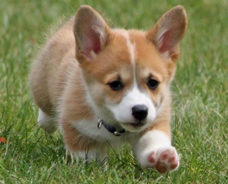 Cute loveing pamprokewelsh corgi puppies for adoption...