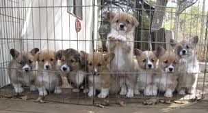corgi pupppies for sale