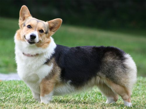 wonderful lovely corgi puppies for adoption..