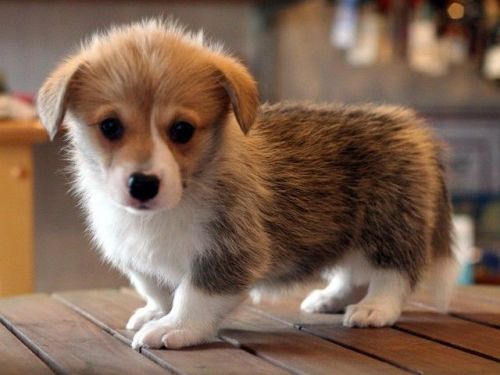 wonderful corgi puppies for adoption...