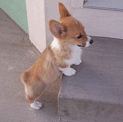 wonderful corgi puppies for adoption...