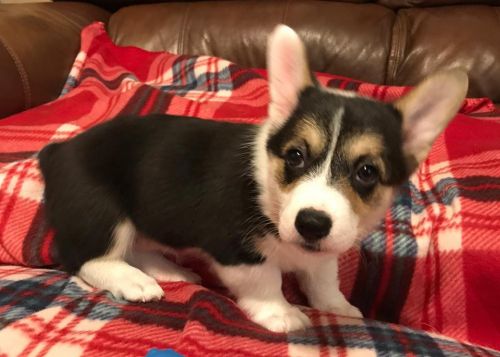 AKC Pembroke Welsh Corgi