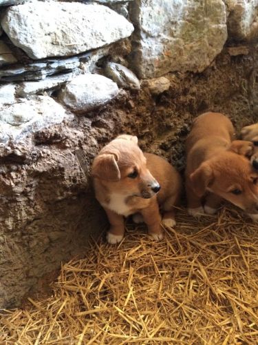 Corgi X Puppies