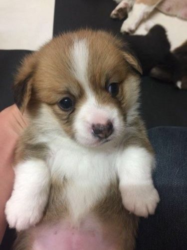 Corgi Welsh Puppies Available
