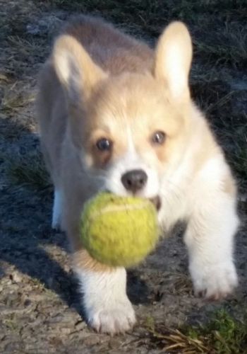 GORGEOUS Pembroke Welsh Corgi puppies
