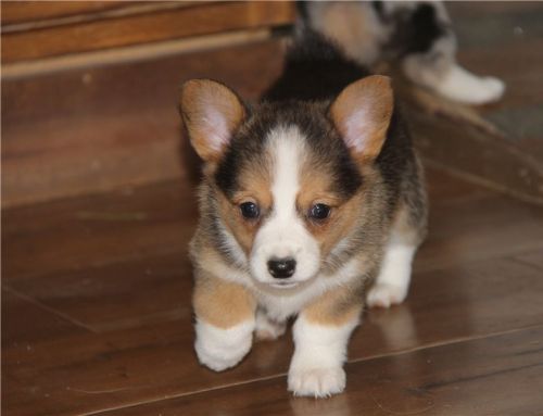 Beautiful Pembroke Welsh Corgi Puppies