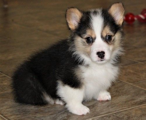 Super cute Pembroke Welsh Corgi Puppies