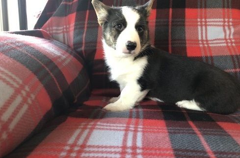 Black/White Male and Female Pembroke Welsh Corgi Puppies