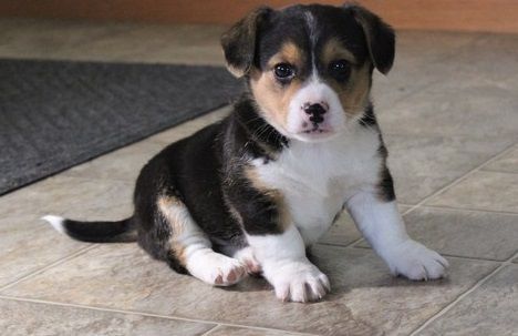 Sable & White Delightful Pembroke Welsh Corgi Puppies