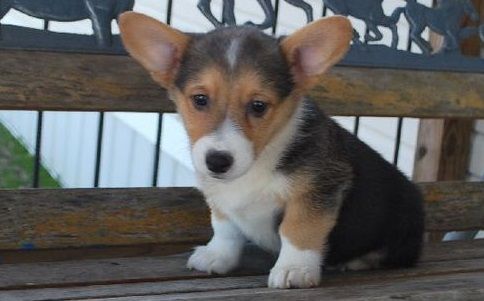 Home Trained Pembroke Welsh Corgi Puppies text (***) ***-***7