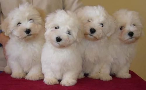 Coton De Tulear Puppies Ready Now