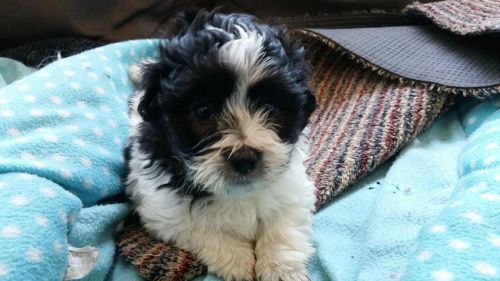 coton de tulear puppies