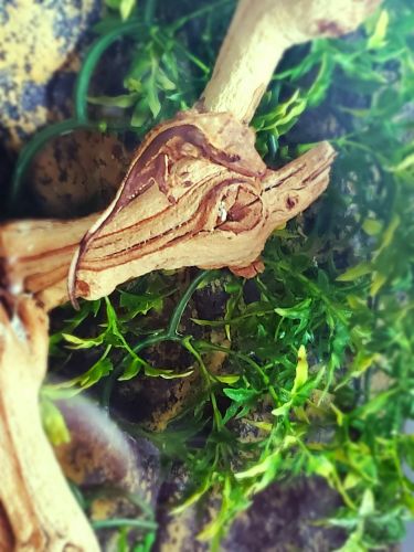 Fem Crested Gecko