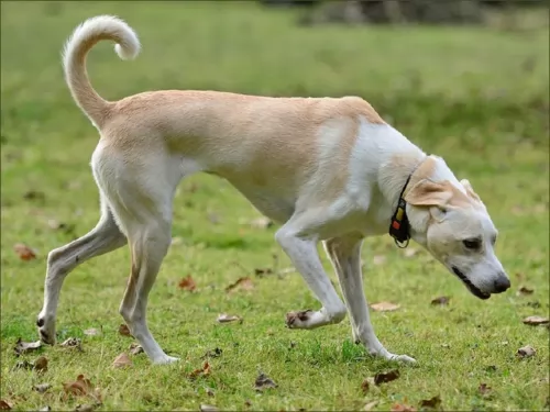 cretan hound dog - characteristics