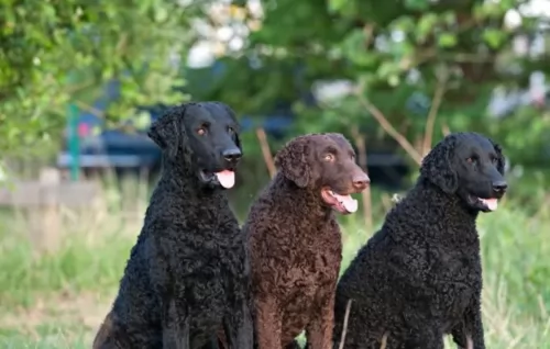curly coated retriever dogs - caring