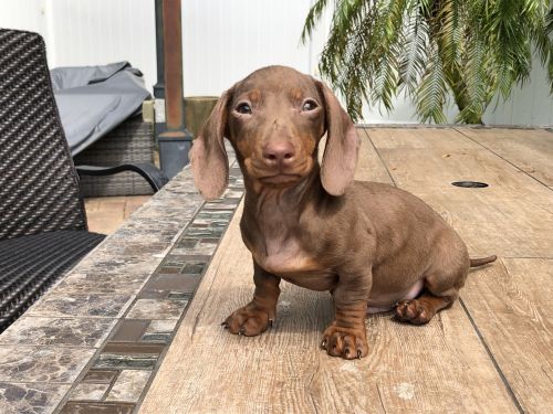 Male Dachshund Puppy