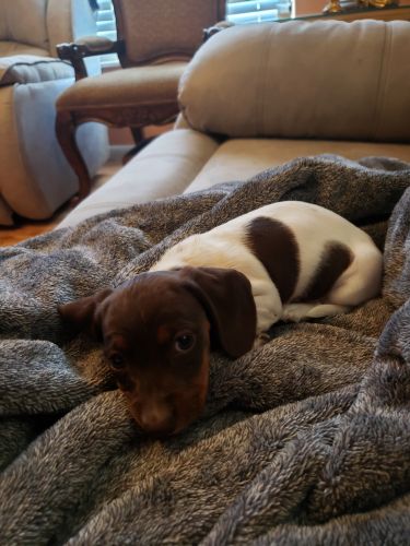 Mini Dachshund Chocolate Dapple Piebald