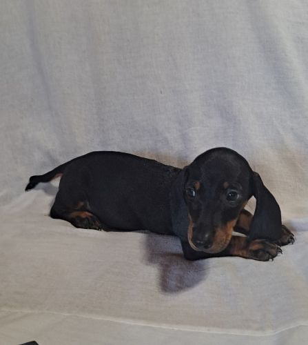 Dachshund puppies