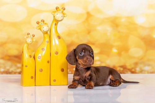 LMiniature Dachshund puppies for sale