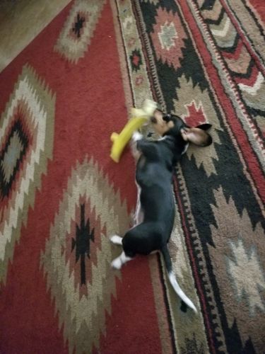 4 month old miniature dachsund