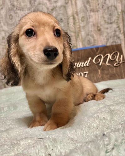 Dachshunds puppies Text or WhatsApp at.... +1(5***) ***4-36***
