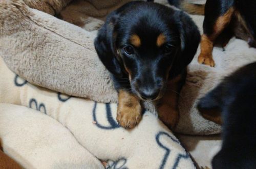 Dachshund Puppies for sale in Fountain Inn, SC, USA. price: NA