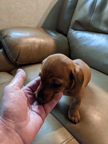 Mini dachshund