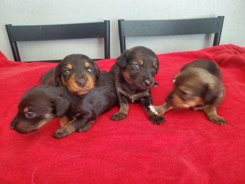 Dachshund Puppies for Sale