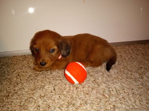Miniature Dapple Dachshund Puppies