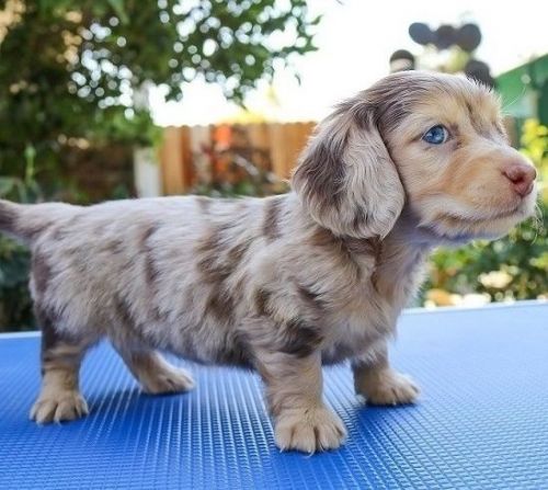 Charming Dachshund Puppies
