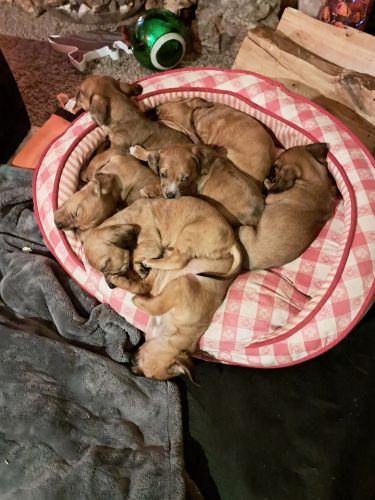 Dachsund Puppies