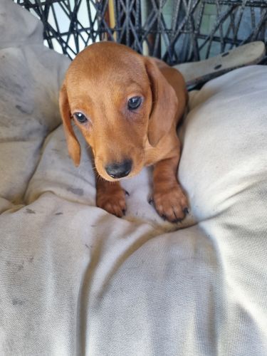 Dachshund Puppies for sale in Caboolture QLD 4510, Australia. price: $2,500