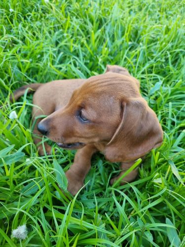 Dachshund Puppies for sale in Caboolture QLD 4510, Australia. price: $2,200