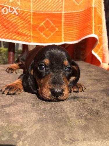 25 days old dachshund