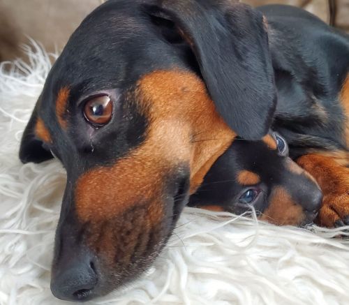8 week old Dachshound