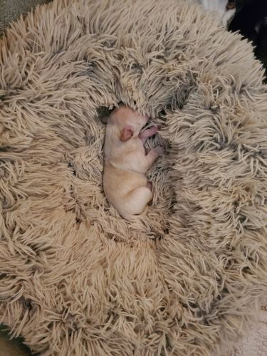 8 week dachshound puppie