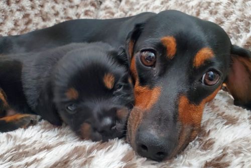 8 Week baby Dachshund