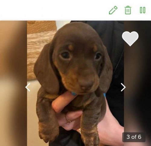 Dachshund Puppies for sale in Maitland NSW 2320, Australia. price: $1,500