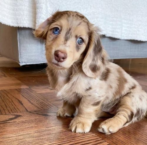 Dachshund Puppies for sale in San Diego, CA, USA. price: $450