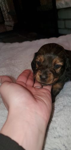 Long haired mini daschunds born 9/2/24 will be ready end of October