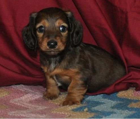 RNR Dachshund Puppies