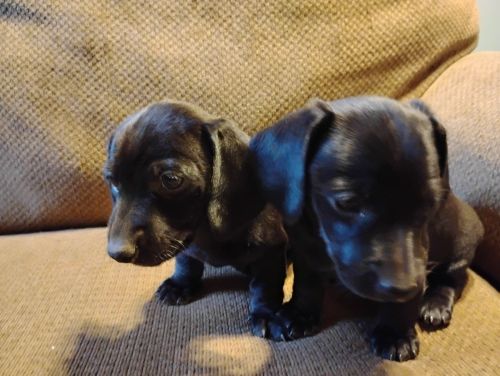 Dachshund Puppies