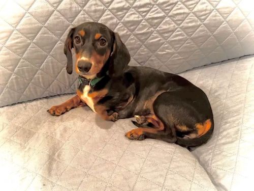 LILA, a sweet little dachshund