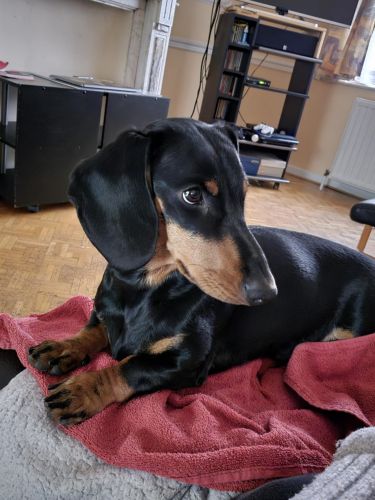 1 year old Female Dachshund for sale