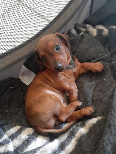 Dachshund Puppies for sale in Cape Town City Centre, Cape Town, 8000, South Africa. price: 2,500 ZAR