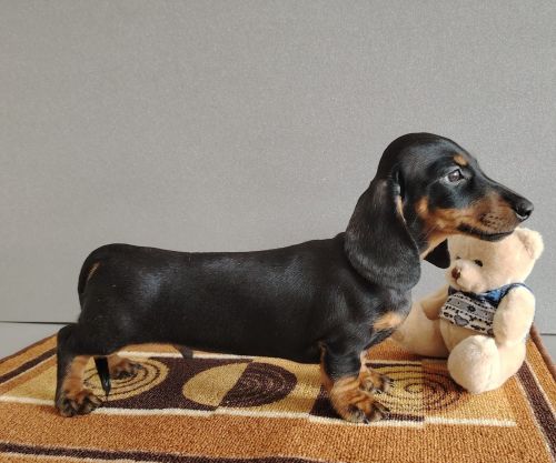 Dachshund puppy