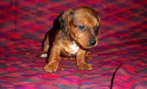 Cute Dachshund Puppies For Sale